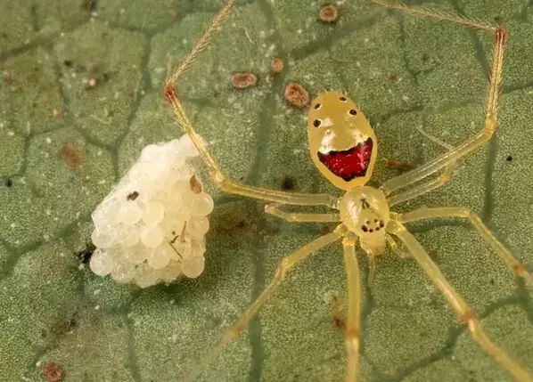 十大罕见生物_世间罕见生物_世界罕见生物