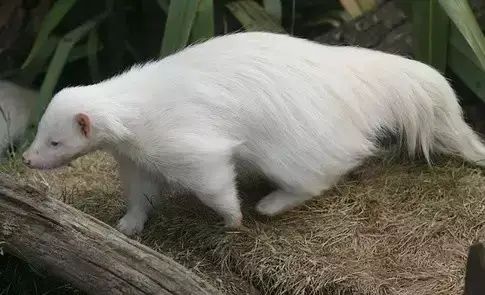 十大罕见生物_世界罕见生物_世间罕见生物