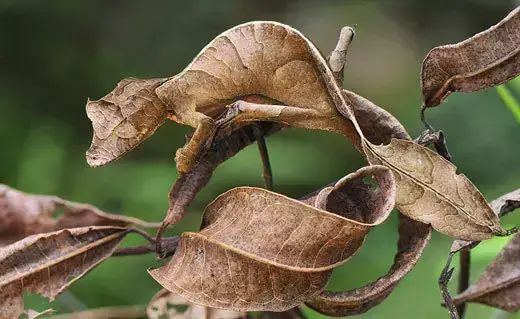 世界罕见生物_世间罕见生物_十大罕见生物