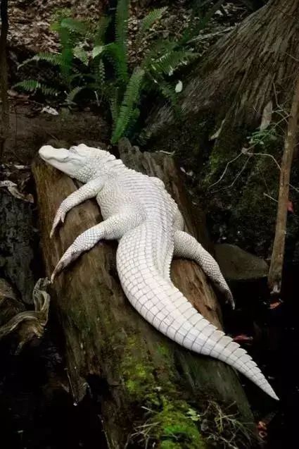 十大罕见生物_世间罕见生物_世界罕见生物