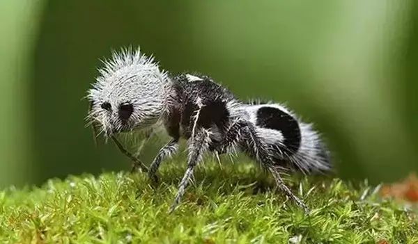世间罕见生物_十大罕见生物_世界罕见生物