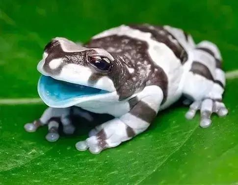 世界罕见生物_十大罕见生物_世间罕见生物