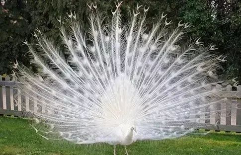 世间罕见生物_十大罕见生物_世界罕见生物