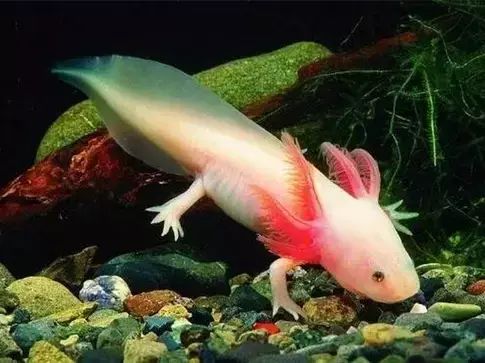 十大罕见生物_世间罕见生物_世界罕见生物