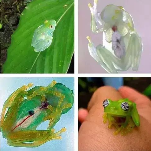 世界罕见生物_十大罕见生物_世间罕见生物