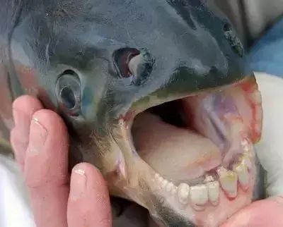 十大罕见生物_世间罕见生物_世界罕见生物