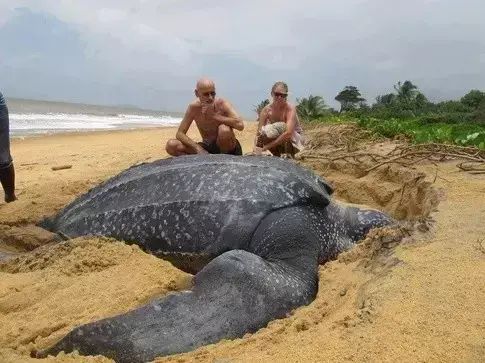 世间罕见生物_十大罕见生物_世界罕见生物