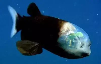 十大罕见生物_世界罕见生物_世间罕见生物