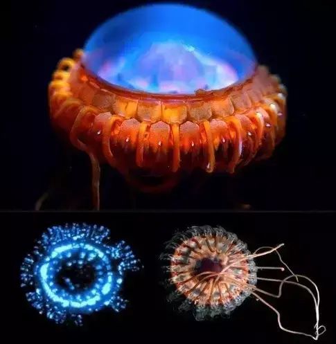 十大罕见生物_世界罕见生物_世间罕见生物