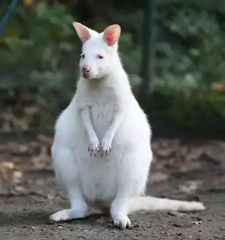 世间罕见生物_世界罕见生物_十大罕见生物