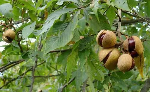 猴板栗树又名天师栗,洋栗子,马栗.