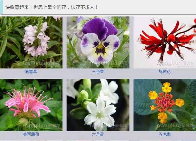 世界上最全的花认花不求人