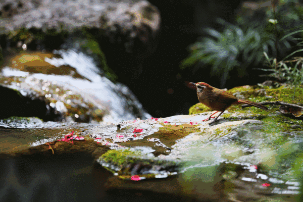 惊蛰,给梦想一个春天