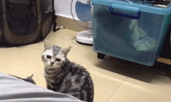 ͼƬ