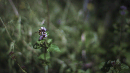 植物根烂了，不要了？别扔，还有救！
