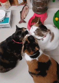 看到家裡三隻貓吃完飯還在互相舔臉，好想加入 寵物 第2張