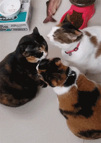 看到家裡三隻貓吃完飯還在互相舔臉，好想加入 寵物 第1張