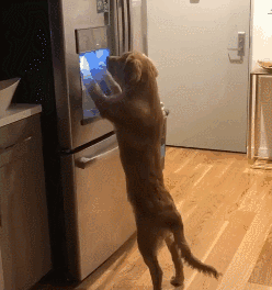 我家狗以為，它是我親生的…… 寵物 第10張