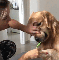 我家狗以為，它是我親生的…… 寵物 第9張