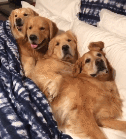 我家狗以為，它是我親生的…… 寵物 第3張