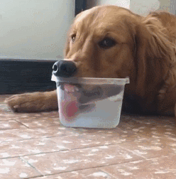 我家狗以為，它是我親生的…… 寵物 第8張