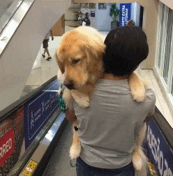 我家狗以為，它是我親生的…… 寵物 第5張