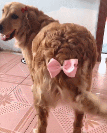 我家狗以為，它是我親生的…… 寵物 第4張