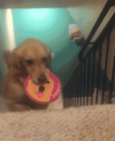 我家狗以為，它是我親生的…… 寵物 第11張