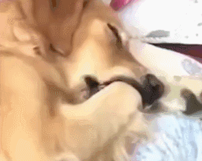 有些狗，為了吃真的什麼事都做得出來…… 寵物 第6張