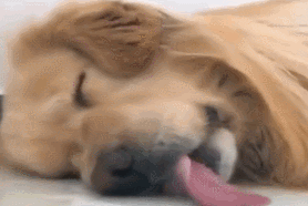 有些狗，為了吃真的什麼事都做得出來…… 寵物 第5張