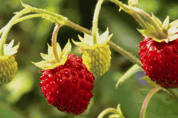 草莓结小果_草莓一年结几次果_结果的草莓