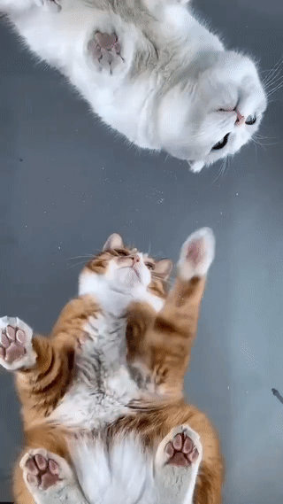 千万不要和橘猫抢吃的,因为.会忍不住哭出声-友友