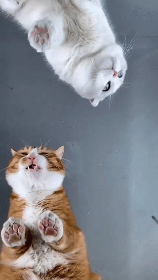 千万不要和橘猫抢吃的,因为.会忍不住哭出声-友友