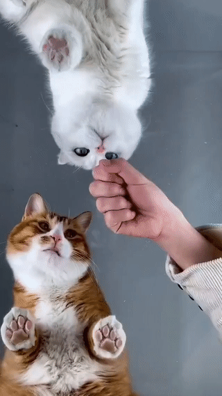 320_569竖版 竖屏gif 动态图 动图