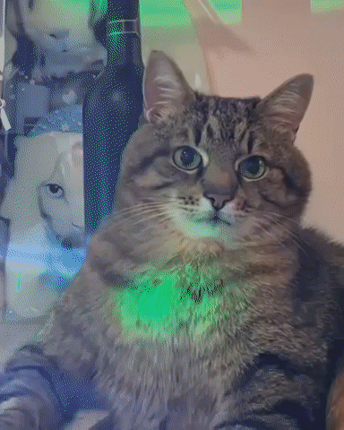 猫:睁大眼睛看清楚,我是猫!_影视聚合站