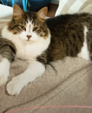 一个 悲伤 的故事 女主养的猫却只爱男主 只因男主 柠檬资讯