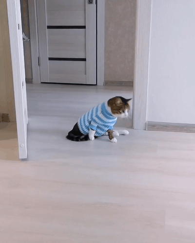 不能四条腿走路,就拖着走,什么也阻挡不了猫咪想探索世界的决心!