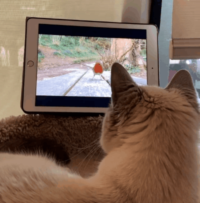 我家猫天天茶饭不思看窗外 它是外面有新欢了吗 柠檬资讯