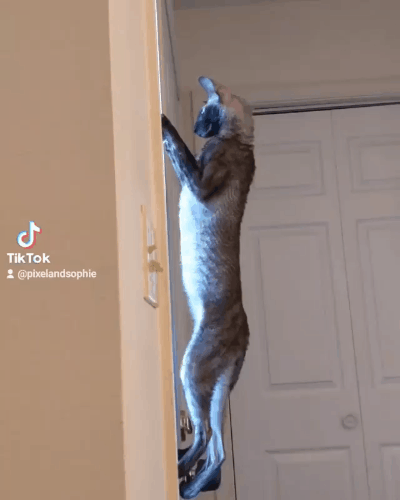 一号滑板天才小喵用扫地机作弊可不行,裁判当场红牌罚下!