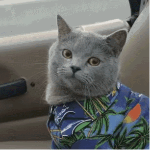 养猫的人有多痛苦?看到第三张图窒息了-微信头条网 养猫的人有多痛苦?看到第三张图窒息了