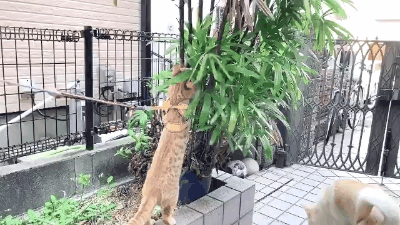 养猫的人有多痛苦?看到第三张图窒息了-微信头条网 养猫的人有多痛苦?看到第三张图窒息了