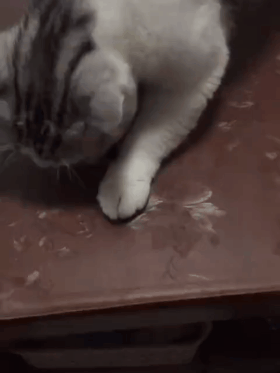 养猫的人有多痛苦?看到第三张图窒息了-微信头条网 养猫的人有多痛苦?看到第三张图窒息了