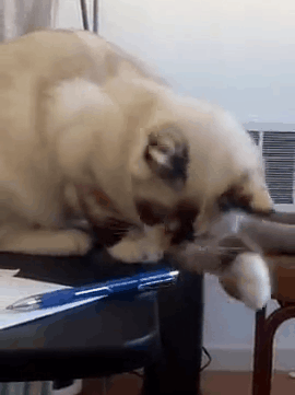 养猫的人有多痛苦?看到第三张图窒息了-微信头条网 养猫的人有多痛苦?看到第三张图窒息了