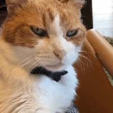 我的喵呀!第一次见到猫咪被自己的便便吓傻了,哈哈哈...-微信头条网 我的喵呀!第一次见到猫咪被自己的便便吓傻了,哈哈哈...