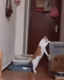 我的喵呀!第一次见到猫咪被自己的便便吓傻了,哈哈哈...-微信头条网 我的喵呀!第一次见到猫咪被自己的便便吓傻了,哈哈哈...