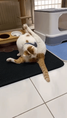 我的喵呀!第一次见到猫咪被自己的便便吓傻了,哈哈哈...-微信头条网 我的喵呀!第一次见到猫咪被自己的便便吓傻了,哈哈哈...