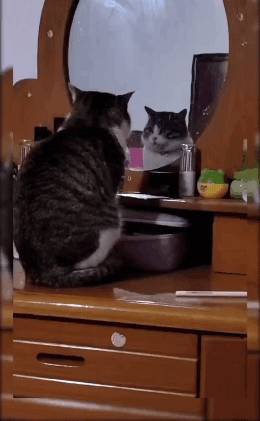 我的喵呀!第一次见到猫咪被自己的便便吓傻了,哈哈哈...-微信头条网 我的喵呀!第一次见到猫咪被自己的便便吓傻了,哈哈哈...