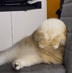 我的喵呀!第一次见到猫咪被自己的便便吓傻了,哈哈哈...-微信头条网 我的喵呀!第一次见到猫咪被自己的便便吓傻了,哈哈哈...