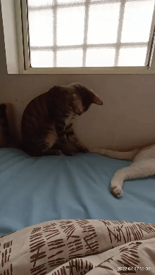 我的喵呀!第一次见到猫咪被自己的便便吓傻了,哈哈哈...-微信头条网 我的喵呀!第一次见到猫咪被自己的便便吓傻了,哈哈哈...