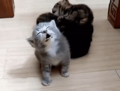 我的喵呀!第一次见到猫咪被自己的便便吓傻了,哈哈哈...-微信头条网 我的喵呀!第一次见到猫咪被自己的便便吓傻了,哈哈哈...